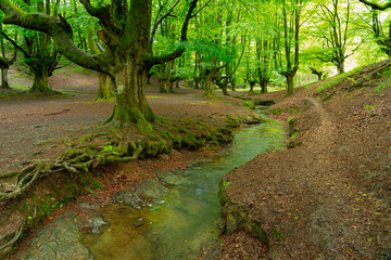 Otzareta beech forest with its big old trees in springtime, Basque Country, Spain.