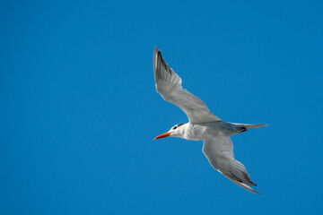 seagull in the sky