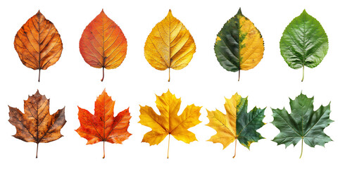 Fototapeta premium Vibrant Collection of Autumn Leaves in Green, Yellow, Orange, and Brown on Transparent Background: Perfect for Seasonal Design, Creative Projects, and Nature-Inspired Art – Capture Fall's Beauty.
