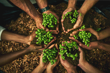 Hands, group and people with plants in soil for earth day, environment growth and teamwork of ngo...