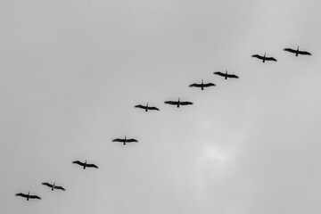 beautiful pelican bird silhouette fine art black and white 