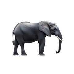 Obraz premium Large African elephant with tusks walking isolated on transparent background