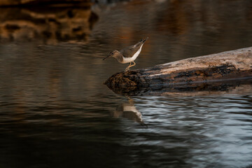Little bird at the water