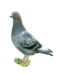 One beautiful grey dove on white background