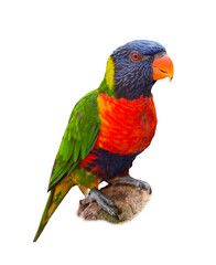 Beautiful rainbow lorikeet on white background. Exotic bird