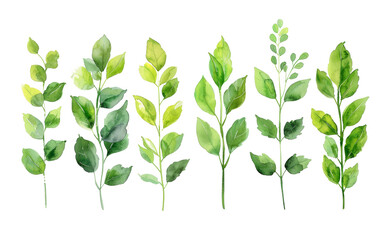 Watercolor illustration of leaves
