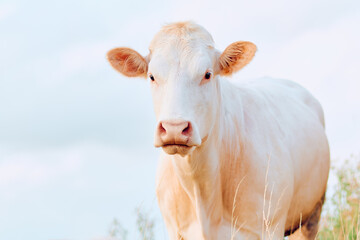 White Charolais cow in a close-up