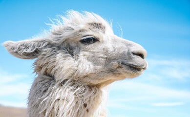 Fototapeta premium Close up of a Llama with an isolated blue background, a domestic animal from Andes in South America. Tucuman, Argentina