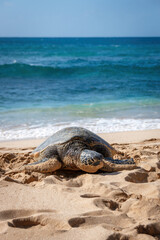 One basking Hawaiian green sea turtle at Laniakea Beach on the island of Oahu, Hawaii, USA against sea and blue sky