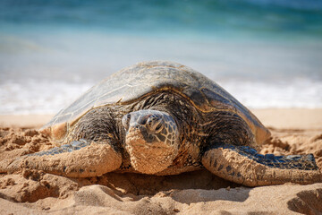 One basking Hawaiian green sea turtle at Laniakea Beach on the island of Oahu, Hawaii, USA against sea