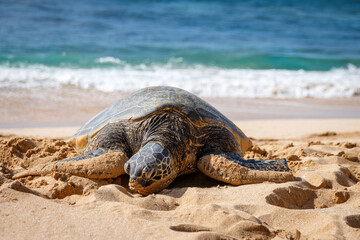 One basking Hawaiian green sea turtle at Laniakea Beach on the island of Oahu, Hawaii, USA against sea