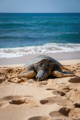 One basking Hawaiian green sea turtle at Laniakea Beach on the island of Oahu, Hawaii, USA against sea and blue sky