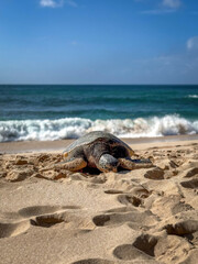 One basking Hawaiian green sea turtle at Laniakea Beach on the island of Oahu, Hawaii, USA against sea and blue sky