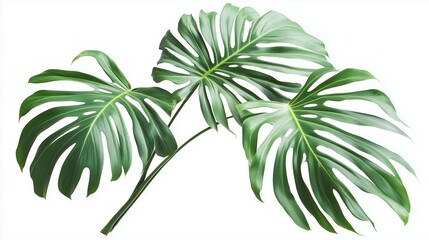 Obraz premium Exotic green tropical summer plant palm leaves branch isolated