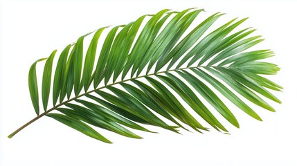 Obraz premium Exotic green tropical summer plant palm leaves branch isolated