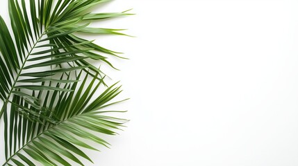 Fototapeta premium Exotic green tropical summer plant palm leaves branch isolated