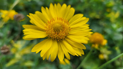 close up of a sunflower 