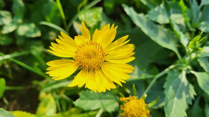 a sunflower in the fields