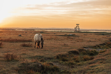 Semi-wild Konik Polski horse at Engure Lake Nature Park, Latvia in October © Julija