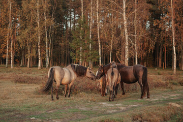 Group of four semi wild konik polski horses at Engure Lake Nature Park, Latvia © Julija
