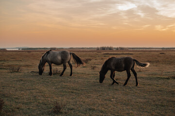 Semi wild konik polski horses at Engure Lake Nature Park, Latvia © Julija