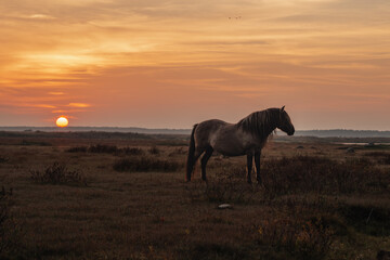 Semi wild konik polski horse at Engure Lake Nature Park, Latvia © Julija