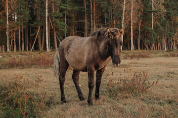 Semi wild konik polski horse calf at Engure Lake Nature Park, Latvia © Julija
