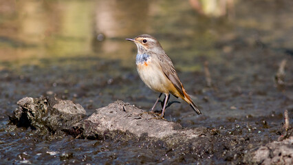 robin on a rock