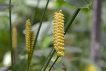 カラテア・クロタリフェラ
