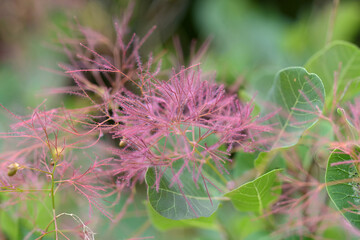 スモークツリー