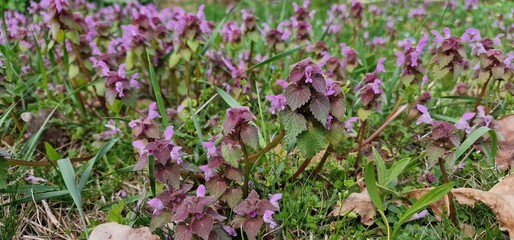 purple dead-nettle) is a plant species known scientifically as Lamium purpureum. It's a common herbaceous plant in the mint family (Lamiaceae), often found in temperate regions of Europe and Asia