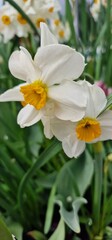 Fototapeta premium Narcissus is a genus of predominantly spring flowering perennial plants of the amaryllis family, Amaryllidaceae. Various common names including daffodil, narcissus and jonquil, are used to describe al