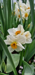 Narcissus is a genus of predominantly spring flowering perennial plants of the amaryllis family, Amaryllidaceae. Various common names including daffodil, narcissus and jonquil, are used to describe al