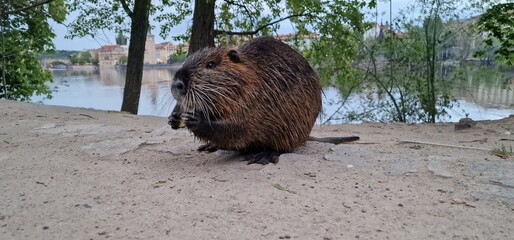 Nutria, also known as coypu (Myocastor coypus), is a large, semi-aquatic rodent native to South America but has been introduced to other regions, including North America and Europe. Nutria are recogni