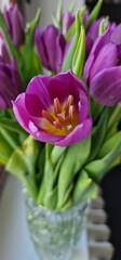 Tulips are vibrant, cup-shaped flowers that belong to the genus Tulipa, part of the Liliaceae family. They are known for their striking colors and variety of shapes, making them one of the most popula