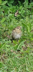 song thrush (Turdus philomelos) is a thrush that breeds across the West Palearctic. It has brown upper-parts and black-spotted cream or buff underparts and has three recognised subspecies. Its distinc