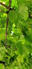 grapes detail look on fruits on vineyard