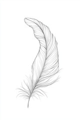 Obraz premium Minimalist line art of a detailed feather in black and white