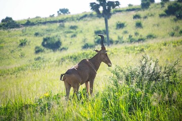 Hartebeest antelope at the savannah at Murchison falls park 