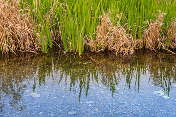 Reeds by the Water. Green and dry reeds reflect on the clear surface of a shallow, pebbled stream. Selective focus.