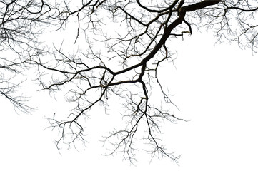 Natural oak tree branches silhouette on a white background                                                                                                                                              