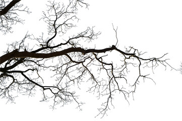 Natural oak tree branches silhouette on a white background                                                                                                                                              