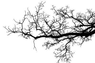 Natural oak tree branches silhouette on a white background                                                                                                                                              