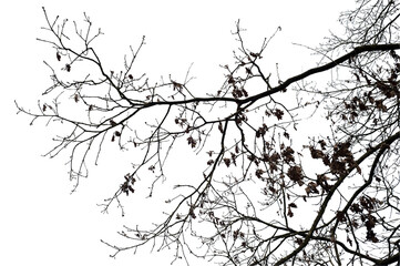 Natural oak tree branches silhouette on a white background                                                                                                                                              