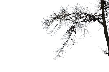 Natural oak tree branches silhouette on a white background                                                                                                                                              