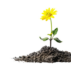 Seedling Flower on Transparent Background