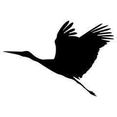 The silhouette of a flying crane, a stork