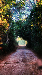 path in the forest