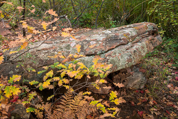 lichen on a large rock surrounded by yellow leaves on an autumn day