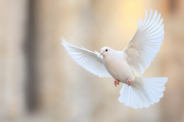 Obraz premium A white dove mid-flight, wings gracefully spread against a soft blurred background, symbolizing peace and freedom
